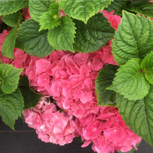 Hydrangea macr. rood.png kopen